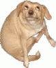 photo-328898.gif