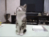hella tired kitty.gif