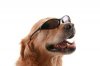 dog-sunglasses-10741959.jpg