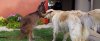 ht_kangaroo_3_kab_150424_12x5_608.jpg