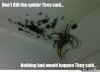 spiders_o_405908.jpg