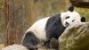 lazy-panda-wallpaper-1366x768.jpg