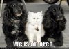 oreo.jpg