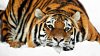 desktop-animal-tiger-wallpaper-download.jpg