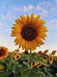 sunflower36002