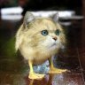 CatzAreBai