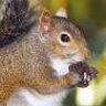 Agent_Squirrel