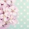 Blossom