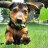 xPup