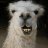 Alpaca_Pancakes