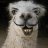 FlakyNoodledLlama